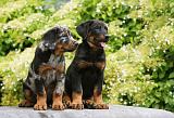 BEAUCERON - PUPPIES 269